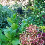 Garden View w/ Nicotiana & Coleus