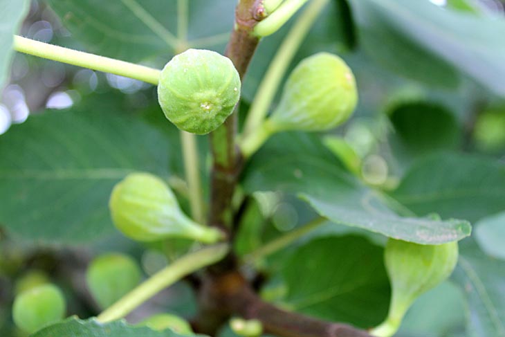 Green Figs