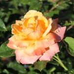 Rose ‘Peace’
