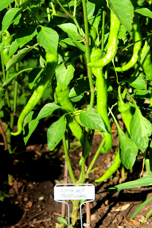 Long-Hot Portuguese Peppers