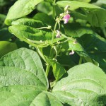 Green Beans in Flower