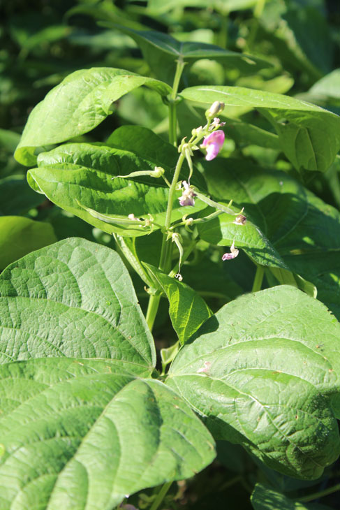 Green Beans in Flower
