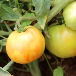 Ripening Tomatoes